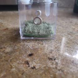 Small  Insect Enclosure