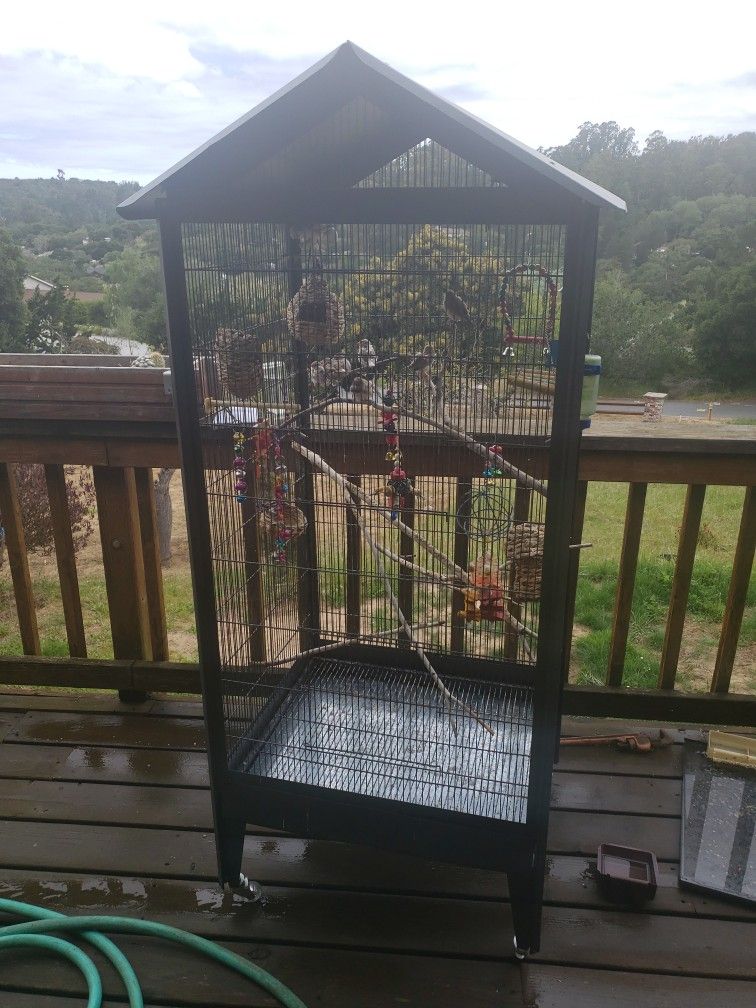 Birds  with Cage and accessories 