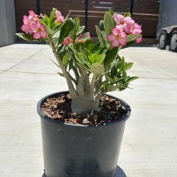 Adenium Arabicum (Desert Rose) Thick Caudex Bonsai