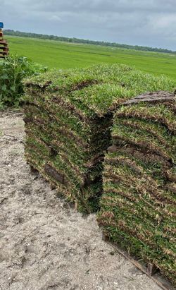 Grass for Sale