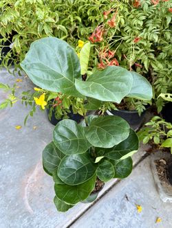 ♥️2 Super Healthy Fiddle Leaf Fig tree in 6” pot🙏PLS READ DESCRIPTION