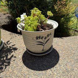 Large Ceramic Pot Includes Plant!