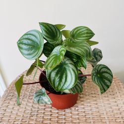 Watermelon Peperomia Plants