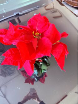 New artificial poinsettias pots $3 each 15 available