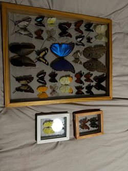 Framed Butterfly Taxidermy Collection Set of 3