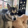 Jake
