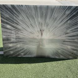 White Peacock Rhinestones Frameless Tempered Glass Wall Art - 40" x 60" 