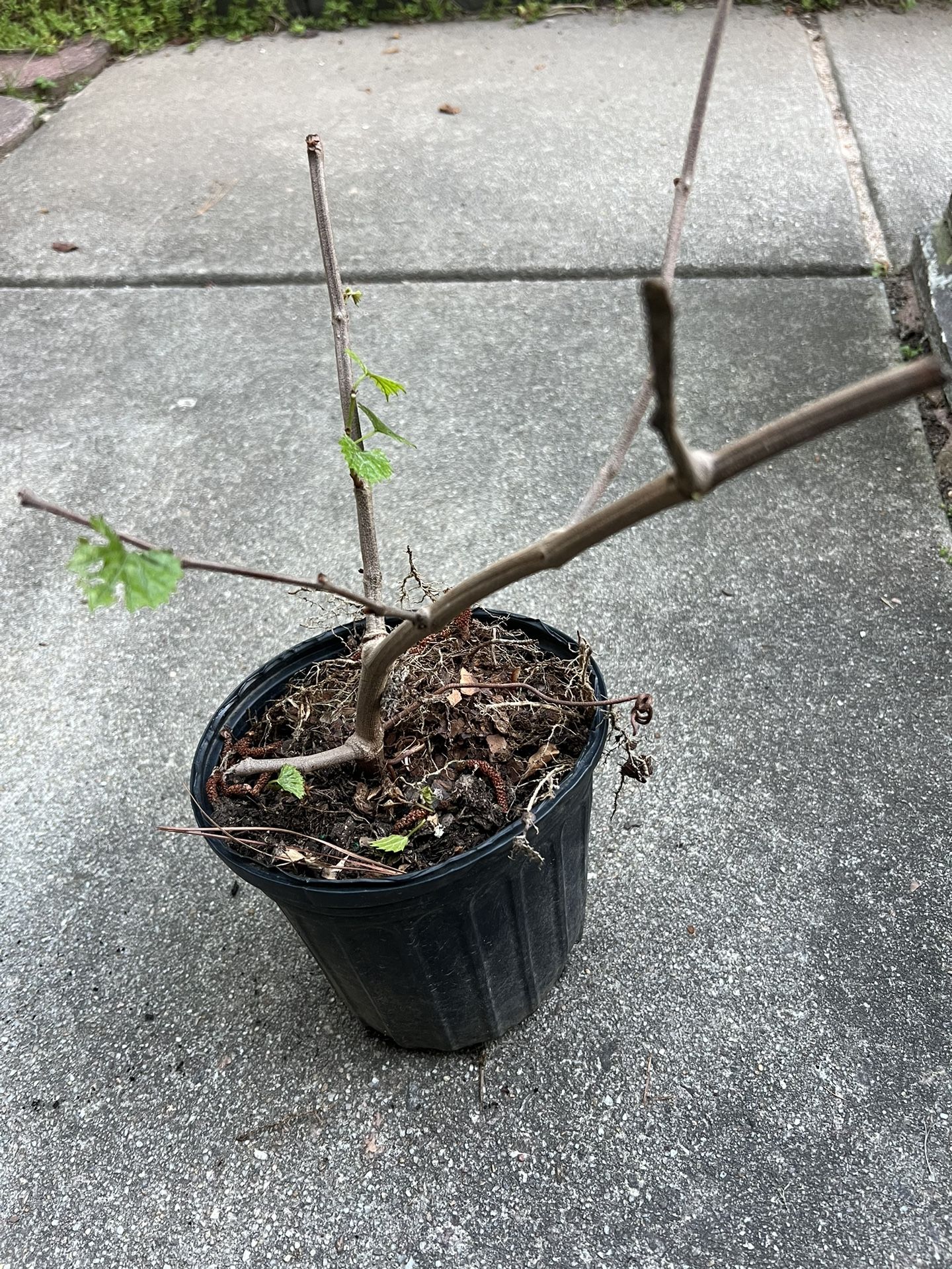 Grapes/ Grape Vine/ Grape Tree (read Description Below)
