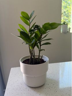 Zz plant