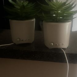 Sleep Plant 