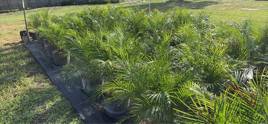 Roebellini palm trees
