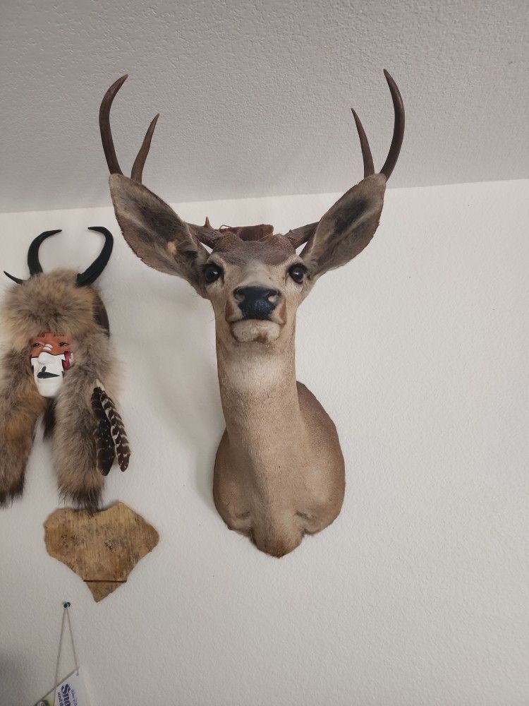 Vintage Taxidermy