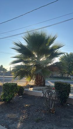 Mini palm
