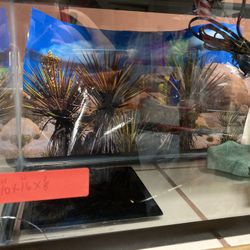 SMALL Reptile Starter Tank