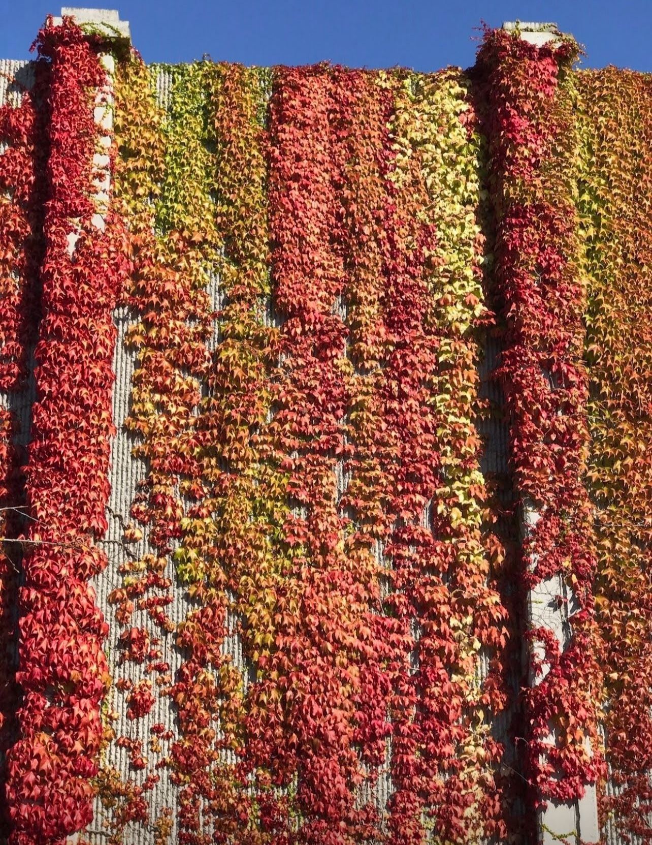 Virginia Creeper Perennial Climbing Vine , Leaves Become Beautiful In Autumn.