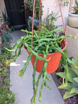Rhipsalis PARADOXA Plant $40
