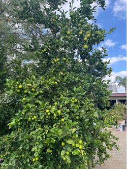 Fruit trees