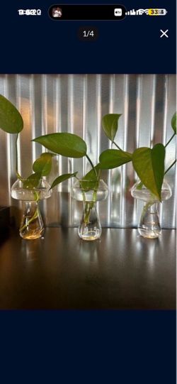 Small Glass Mushroom Propagation Vase with Plant