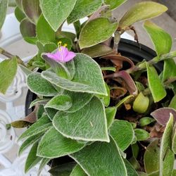 Fuzxy Leave Succulent With Purple Flowers Last Pic Shows Mother Plant 