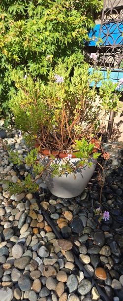 Citronella bush in terracotta pot