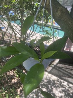 Assorted Hoyas In Hanging Baskets