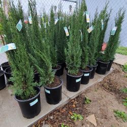 Pinos Italianos Cypress Blue 5gallon 