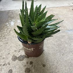 Aloe Vera One Gallon