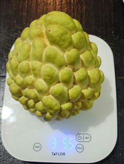 Grafted Godzilla Atemoya.