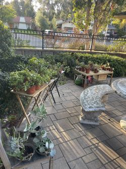 ‼️‼️‼️HUGE PLANTS SALE! Over 50 Plants! 🌵🌱🪻🪴