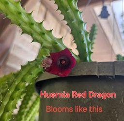 Red Dragon