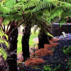 Rare Hapuu Ferns Plants
