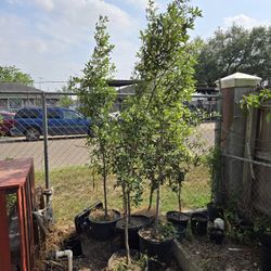 Encinos Y Nacaguitas