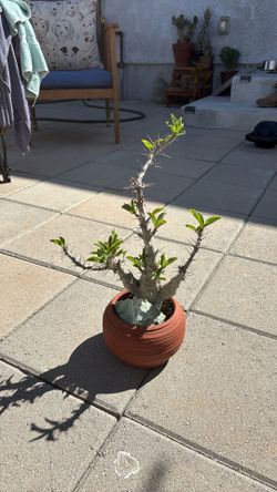 Pachypodium lealii var. saundersii - Succulent/Plant