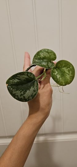 Scindapsus Pictus Exotica 