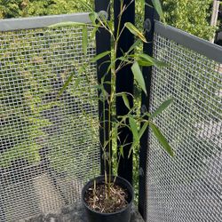 Bamboo