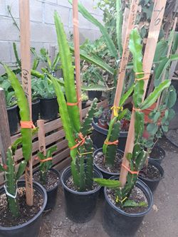 Plantas