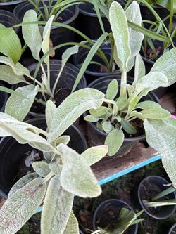 Lambs ear perennial plants