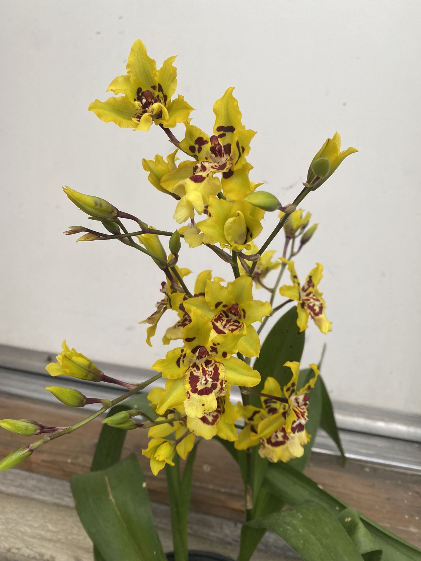 Wildcat Yellow King Orchid Blooming Plant, In 1 Gallon Pot Pick Up Only