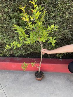Red Ruby pomegranate fruit tree plant