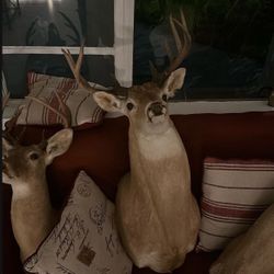Taxidermy 