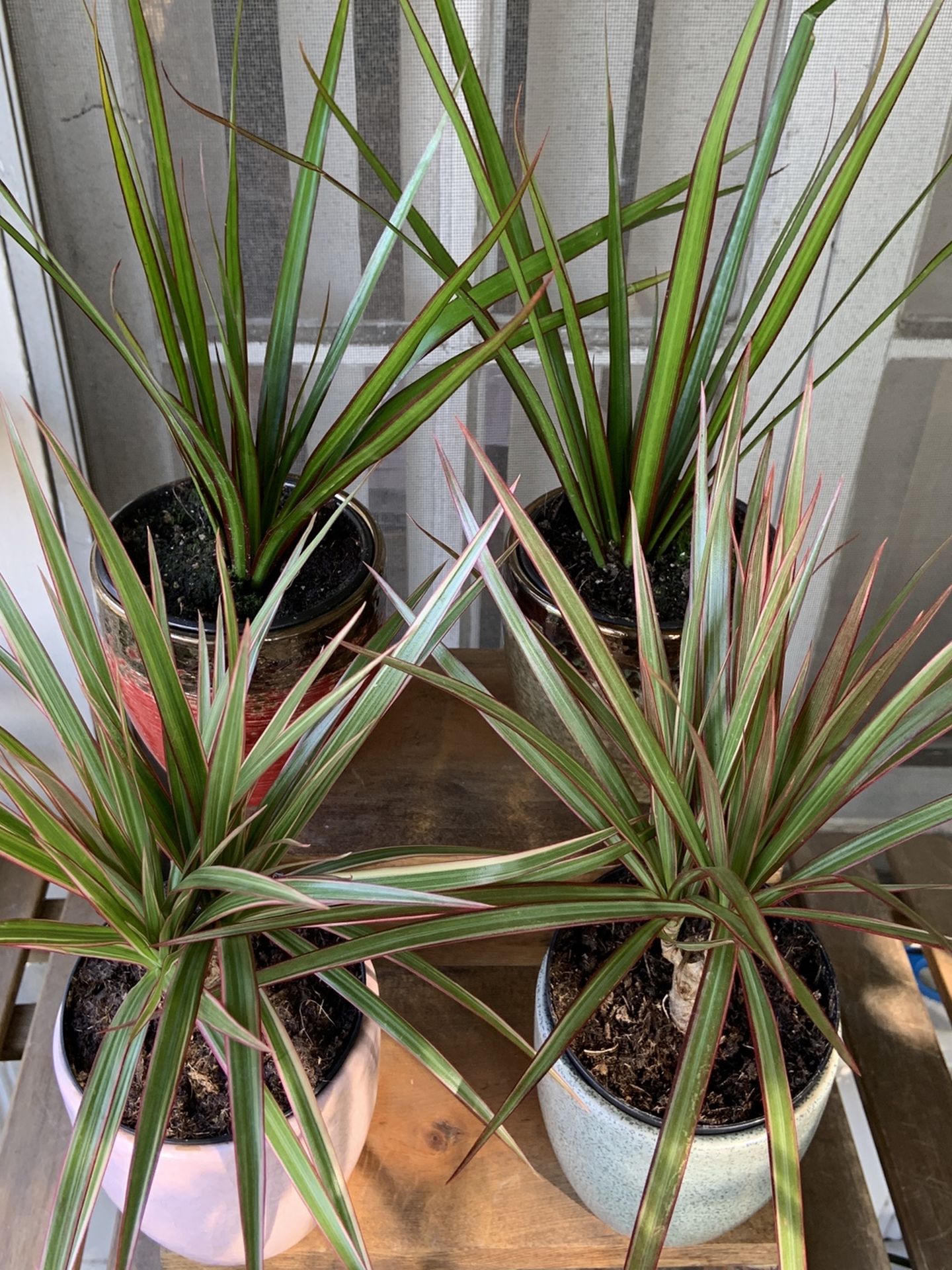 Dracaena Marginata Dragon Trees for $16 with Decor Pot!