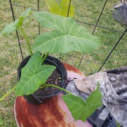 3 gallon pot 2 Ear Elephant plant $7.00