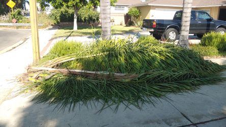 FREE! PALM TREE PALAPA LEAVES