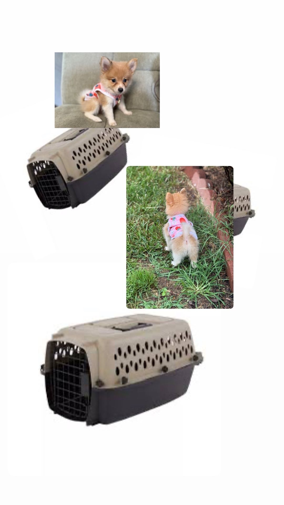 Poms De Venta