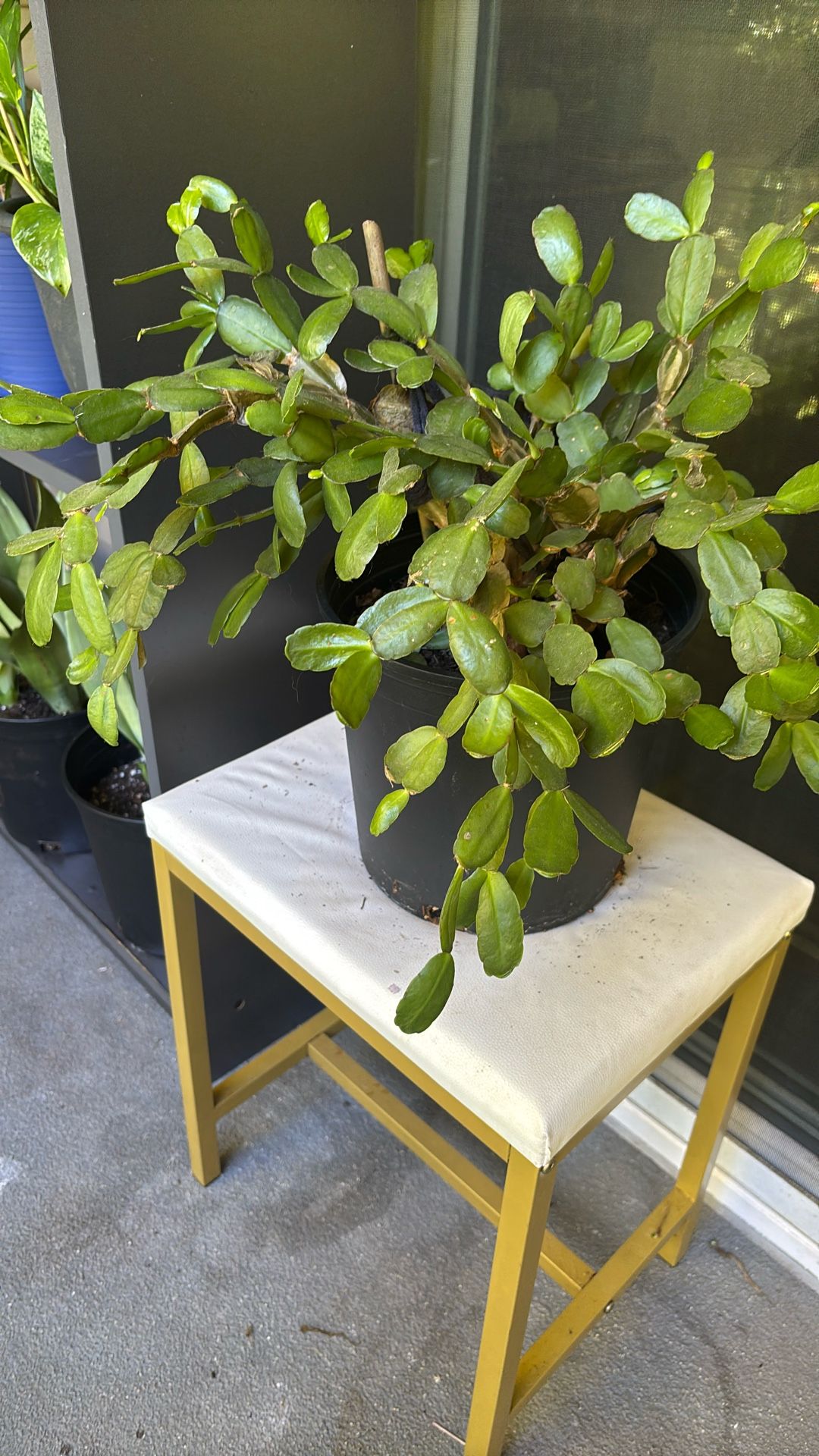 Christmas Cactus