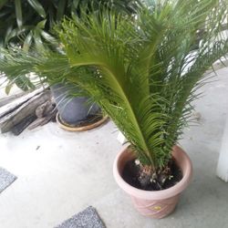 Sago Palms In A Pot $50 Each