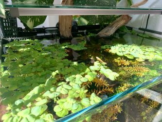 *FREE* Live Aquarium Red Root Floaters