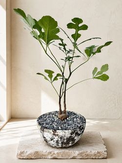 Bottleneck Cussonia Paniculata With Snowflake Shaped Leaves (Planter Included) #GA1 ‘Local LA Seller’