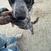 Manyi 