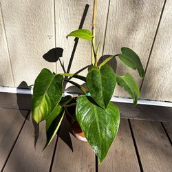 Philodendron White Knight **POT INCLUDED**